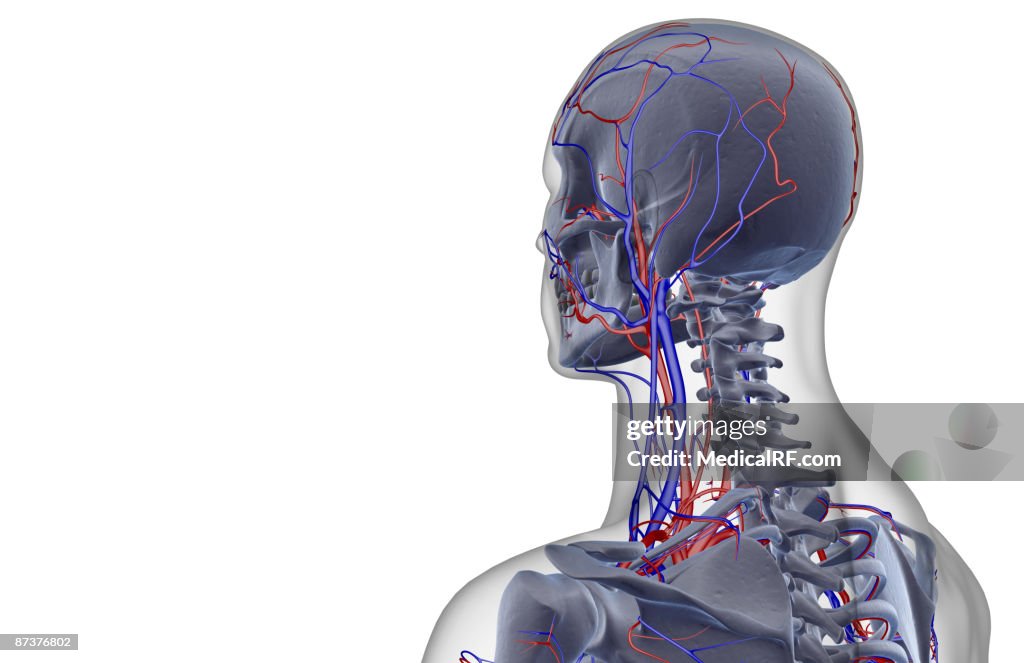 The blood supply of the head and neck