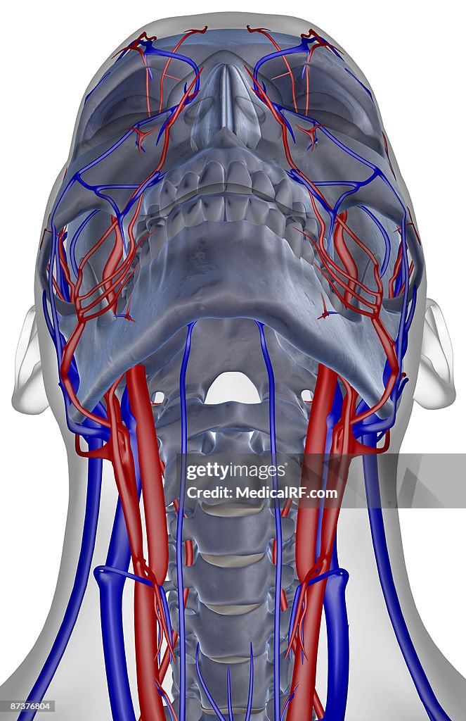 The blood supply of the neck