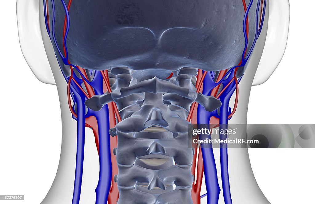 The blood supply of the neck