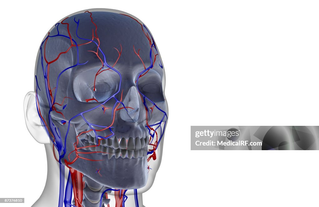 The blood supply of the head and face