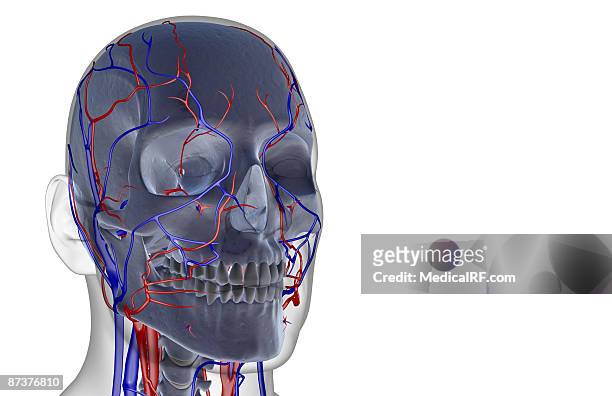 the blood supply of the head and face - human head veins stock illustrations