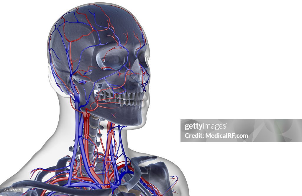 The blood supply of the head and neck