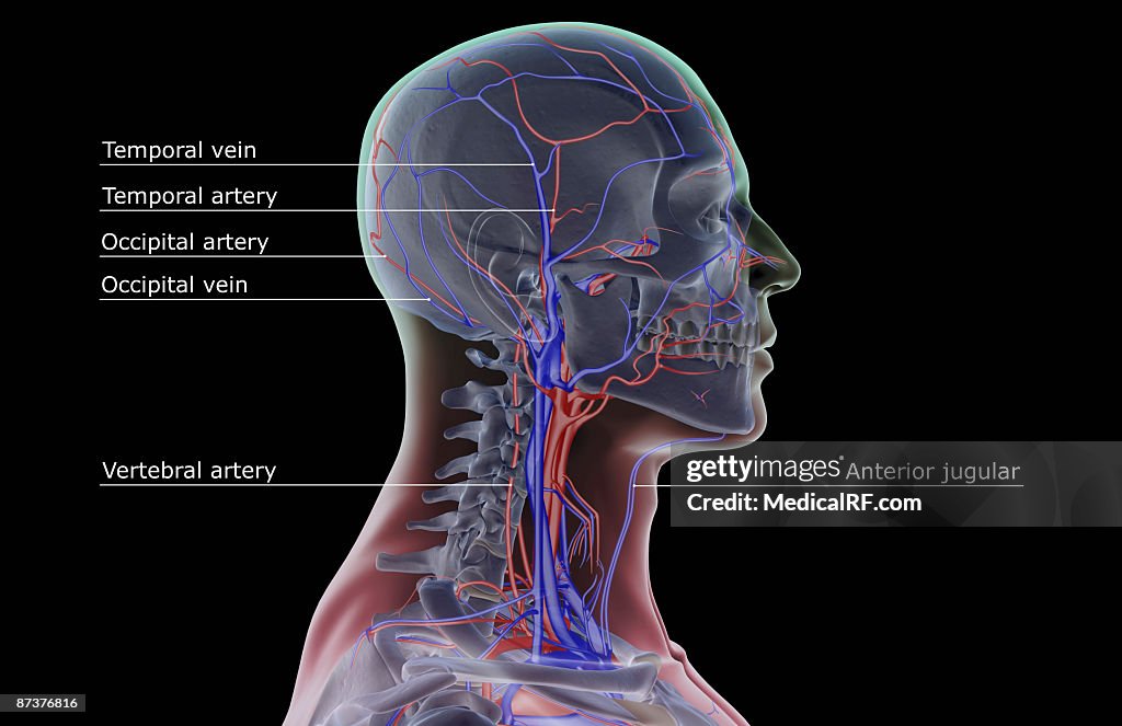 The blood supply of the neck and head