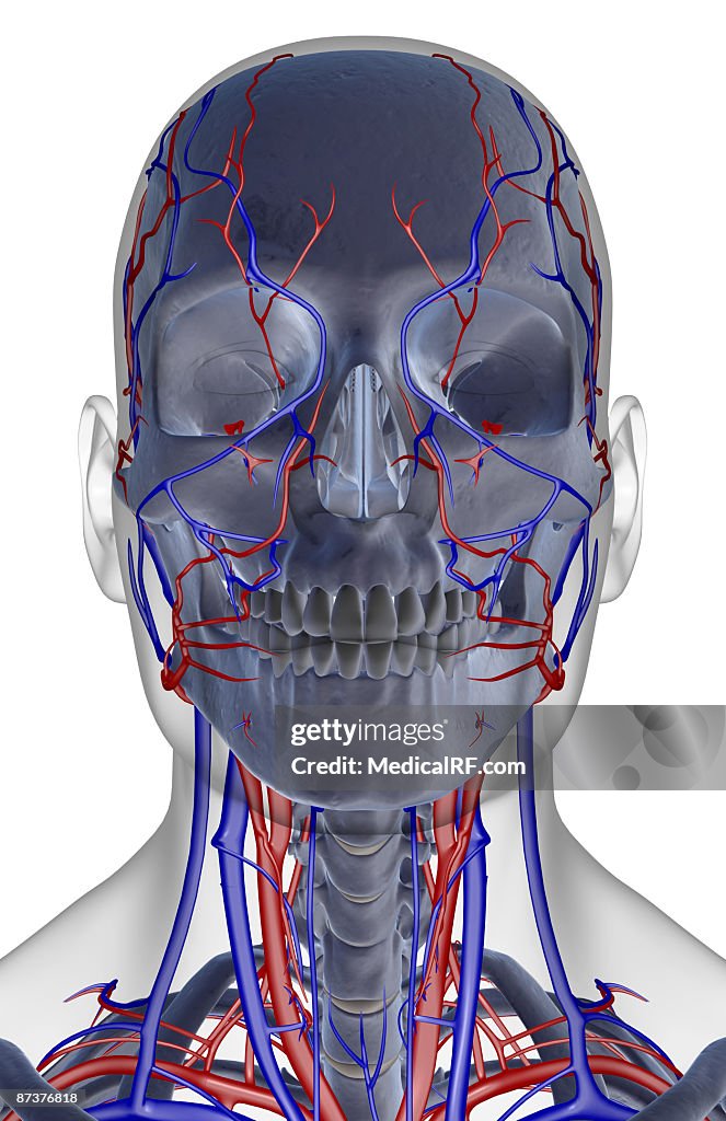 The blood supply of the head, neck and face