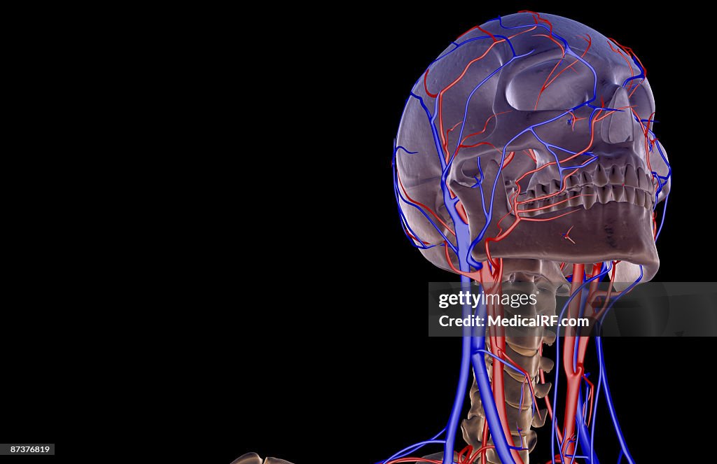 The blood supply of the head and neck