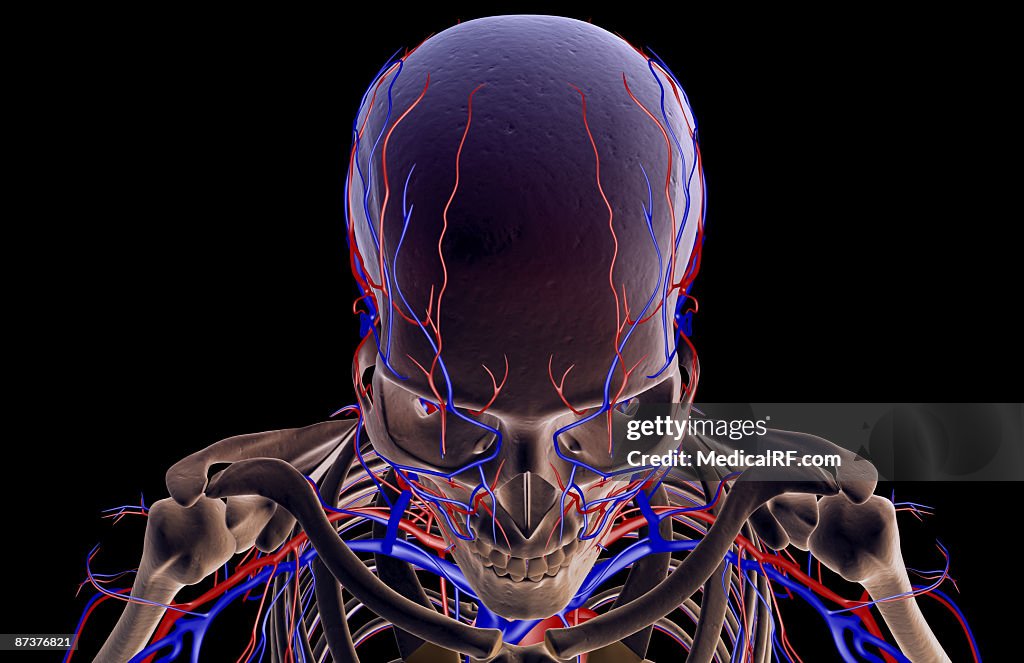 The blood supply of the head and face