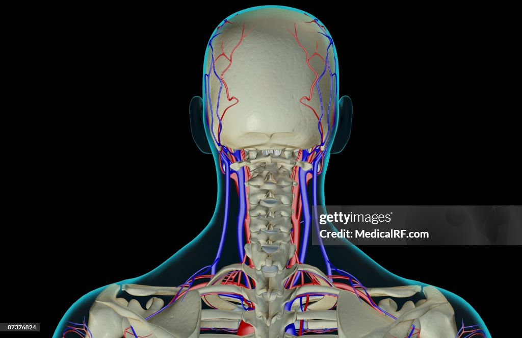 The blood supply of the head and neck