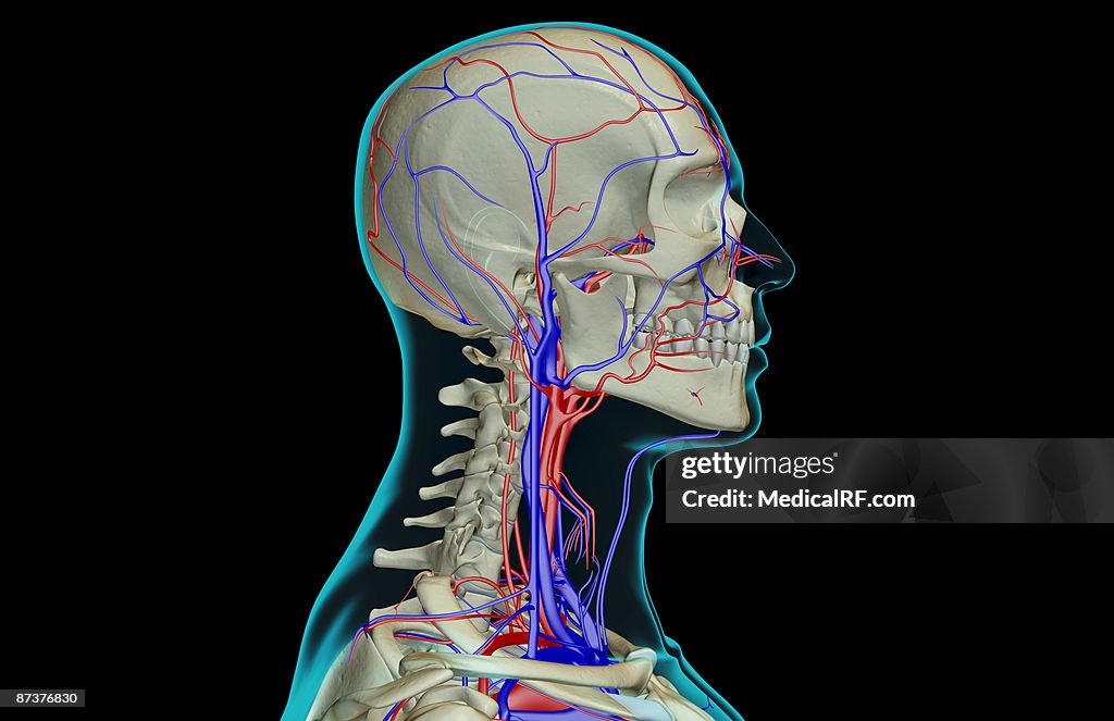 The blood supply of the head and neck