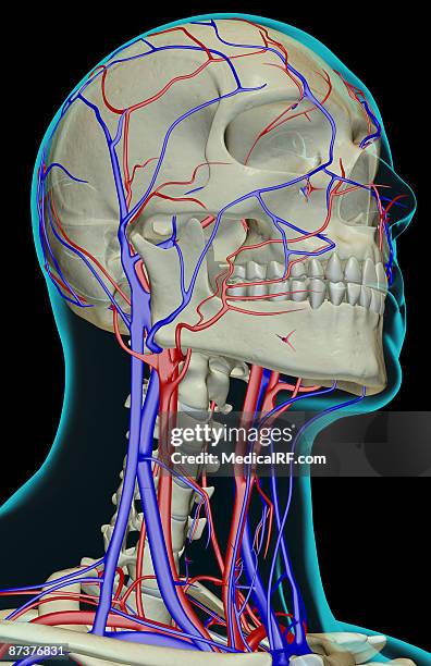 illustrazioni stock, clip art, cartoni animati e icone di tendenza di the blood supply of the head and neck - arteria temporale