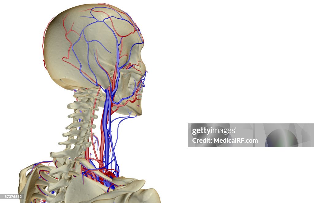The blood supply of the head and neck