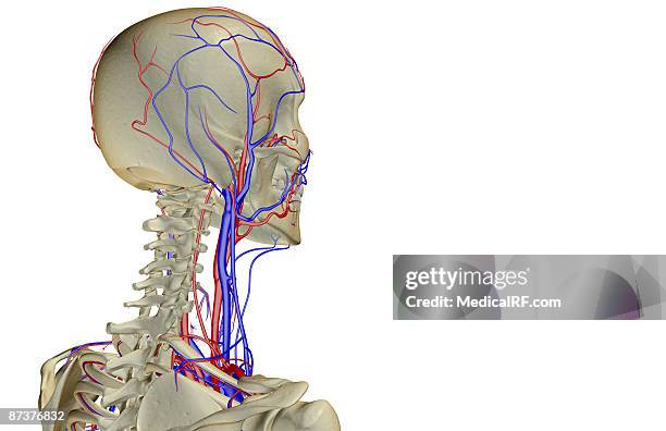 the blood supply of the head and neck - temporal artery stock illustrations