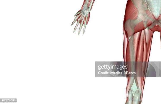 ilustrações de stock, clip art, desenhos animados e ícones de the musculoskeleton of the thigh - músculo semitendinoso