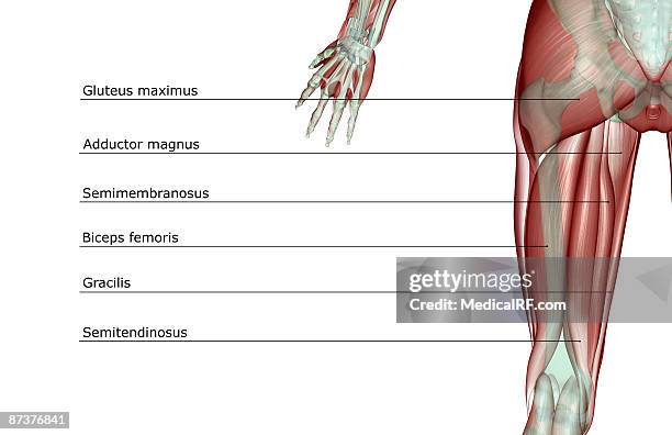 ilustrações de stock, clip art, desenhos animados e ícones de the musculoskeleton of the thigh - músculo semitendinoso