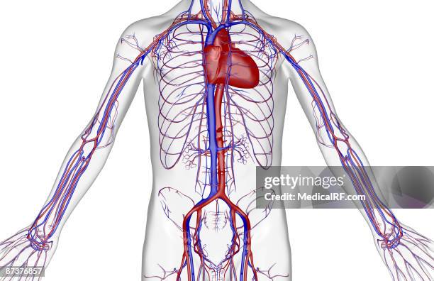 ilustraciones, imágenes clip art, dibujos animados e iconos de stock de the blood supply of the trunk - vena cava inferior