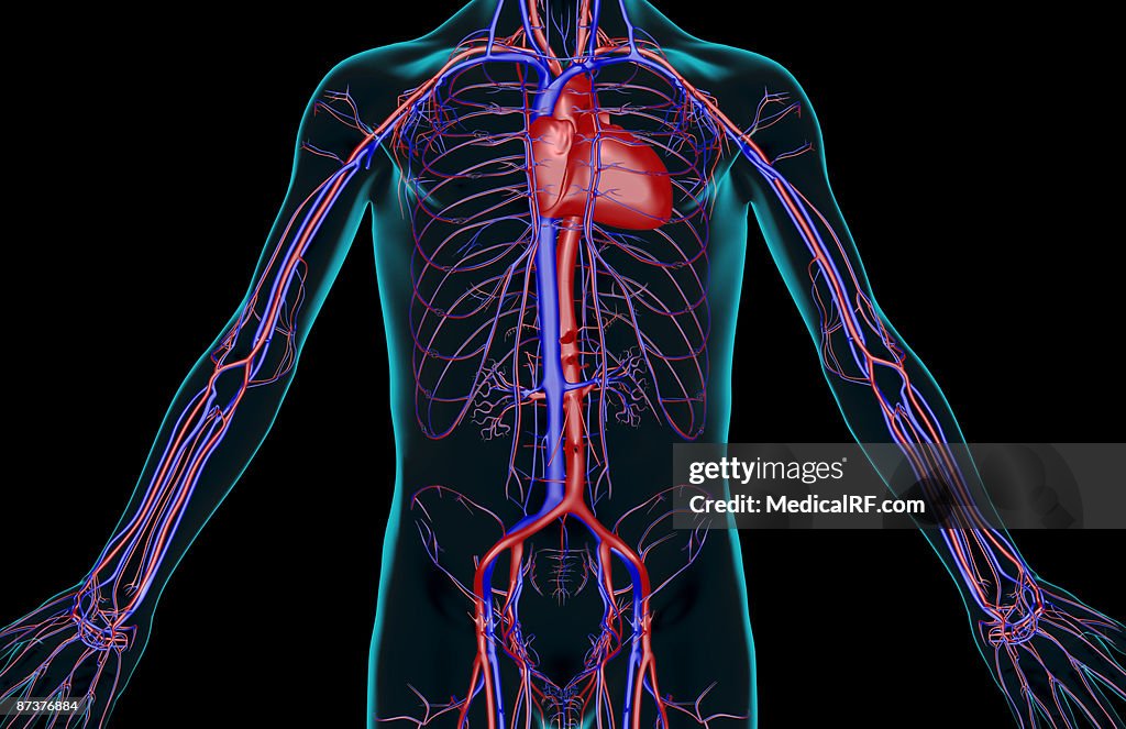The blood supply of the trunk