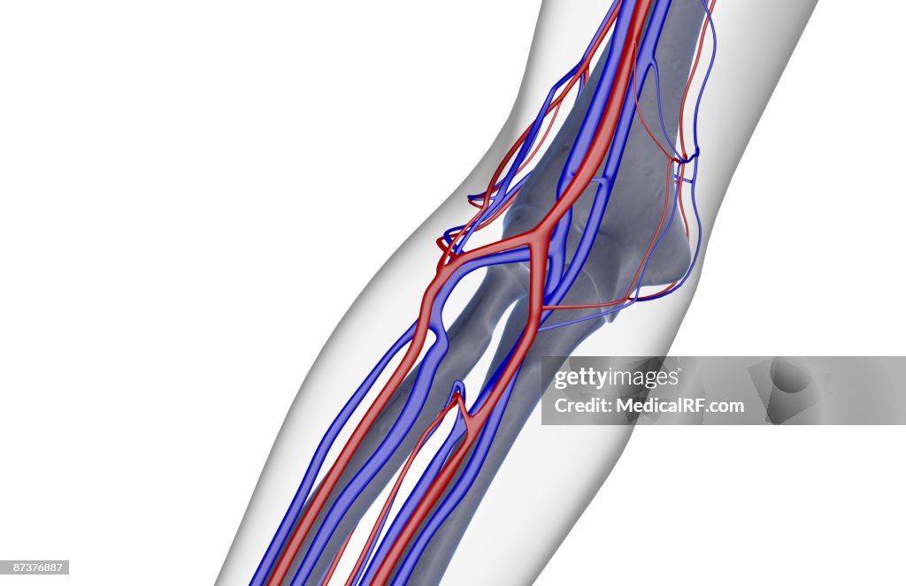 The blood supply of the elbow