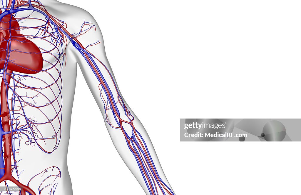 The blood supply of the upper limb