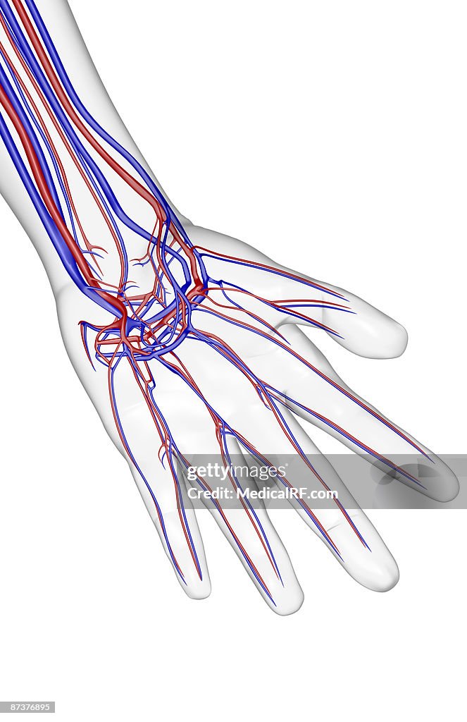 The blood supply of the hand
