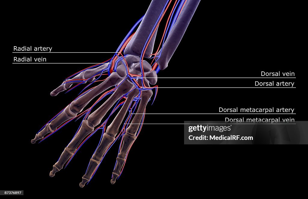 The blood supply of the hand