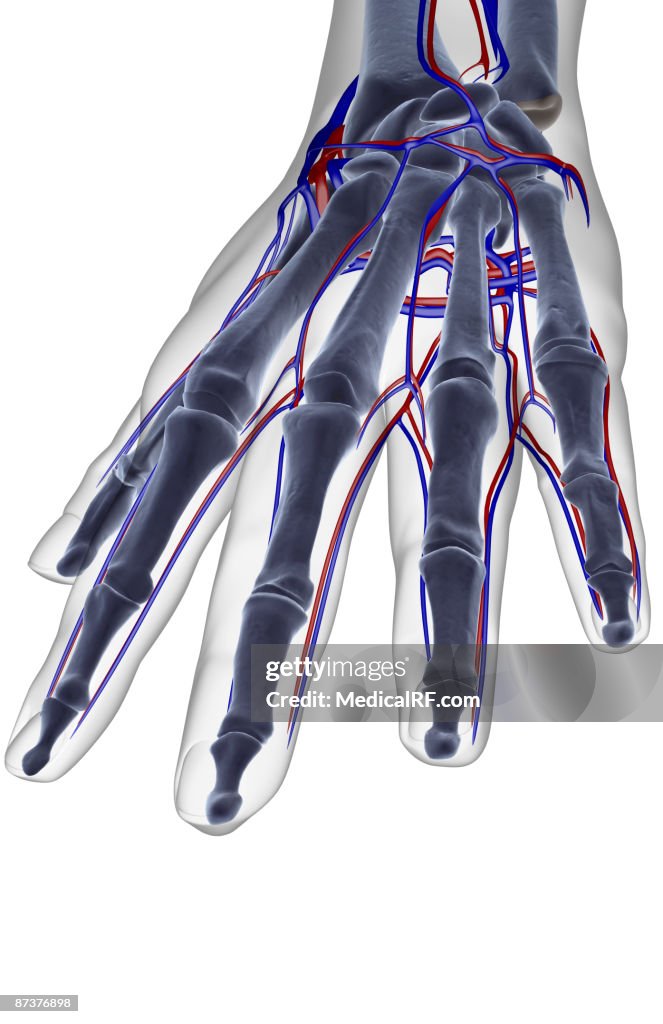 The blood supply of the hand