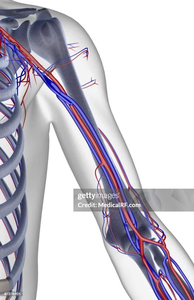 The blood supply of the shoulder and upper arm