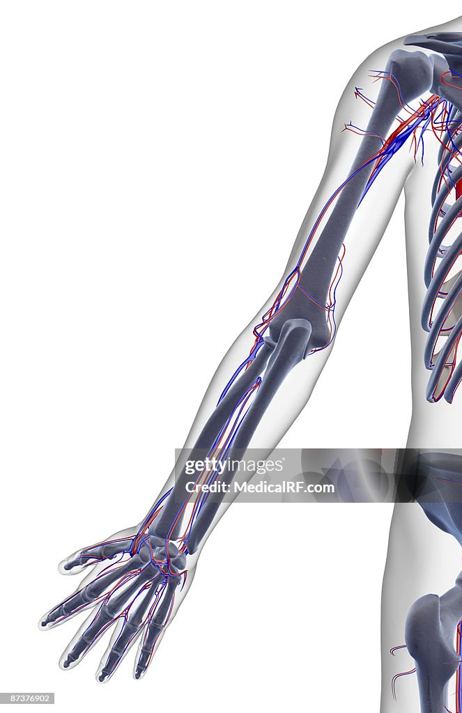 The blood supply of the upper limb