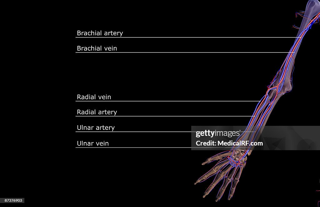 The blood supply of the upper limb