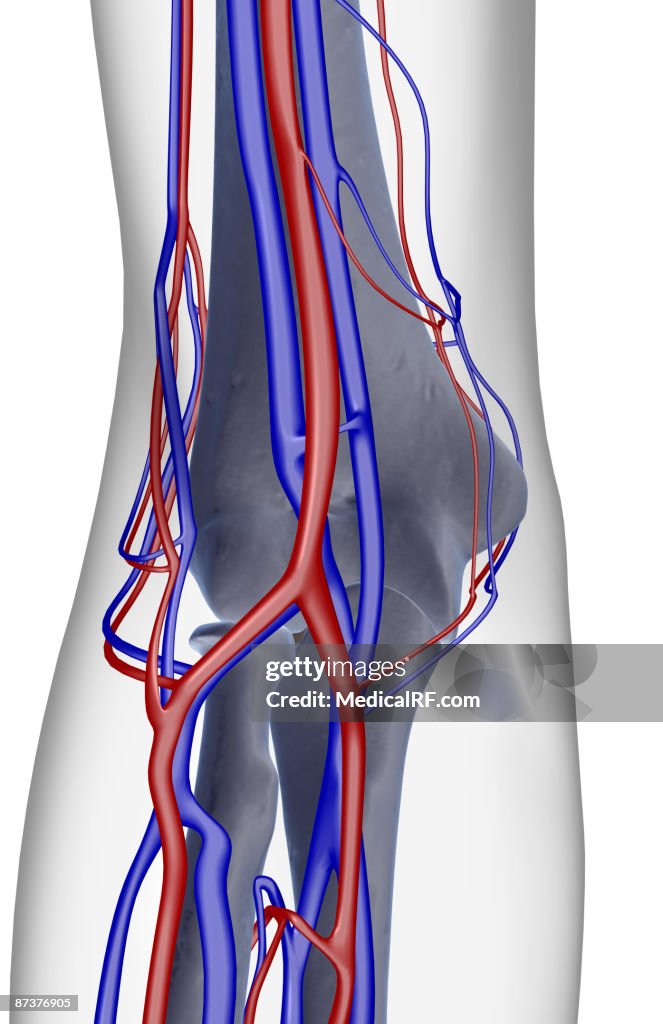 The blood supply of the elbow