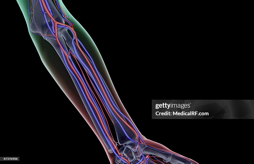 The blood supply of the forearm