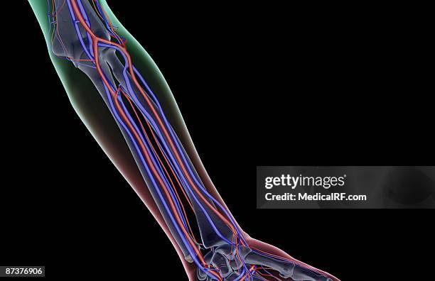 the blood supply of the forearm - radial artery stock illustrations