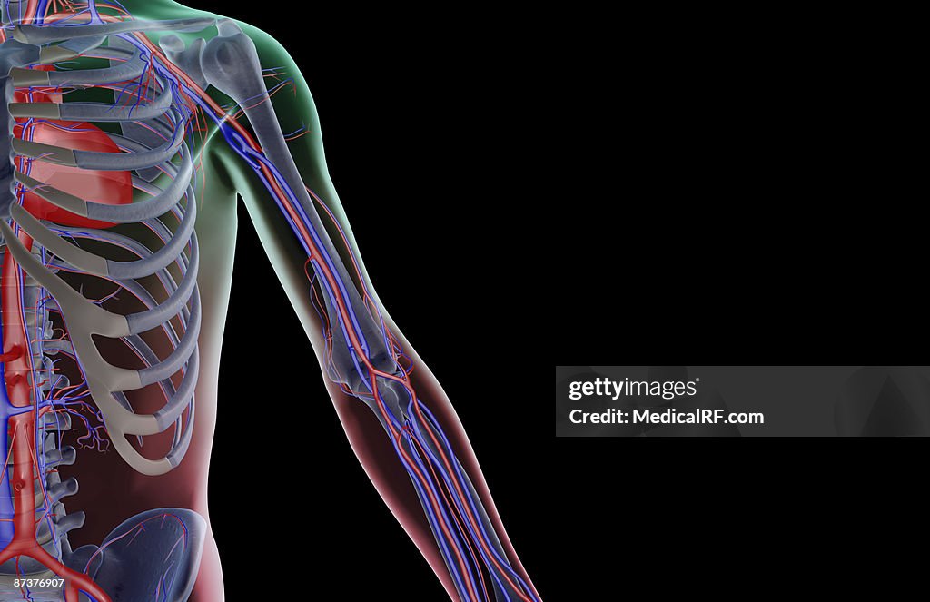 The blood supply of the upper limb