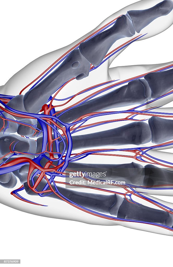 The blood supply of the hand
