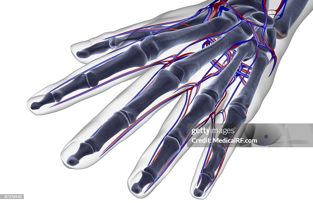 The blood supply of the hand