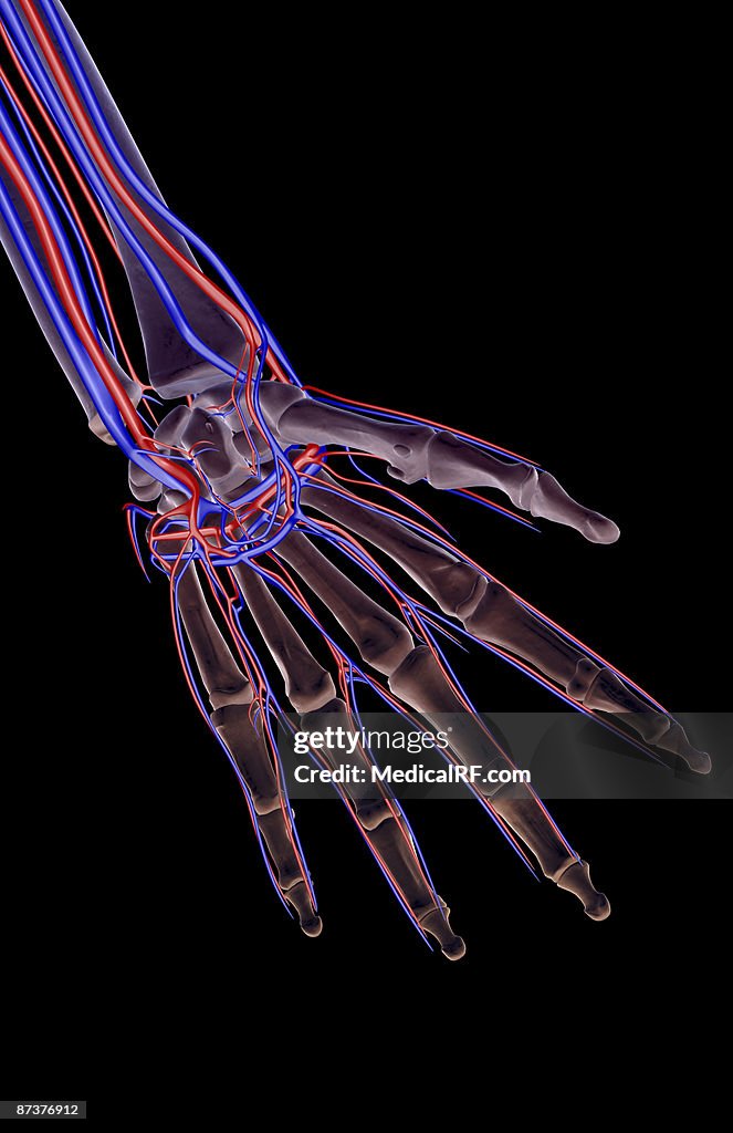 The blood supply of the hand