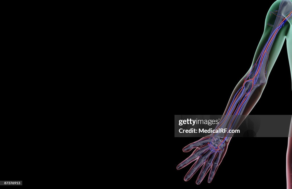 The blood supply of the upper limb