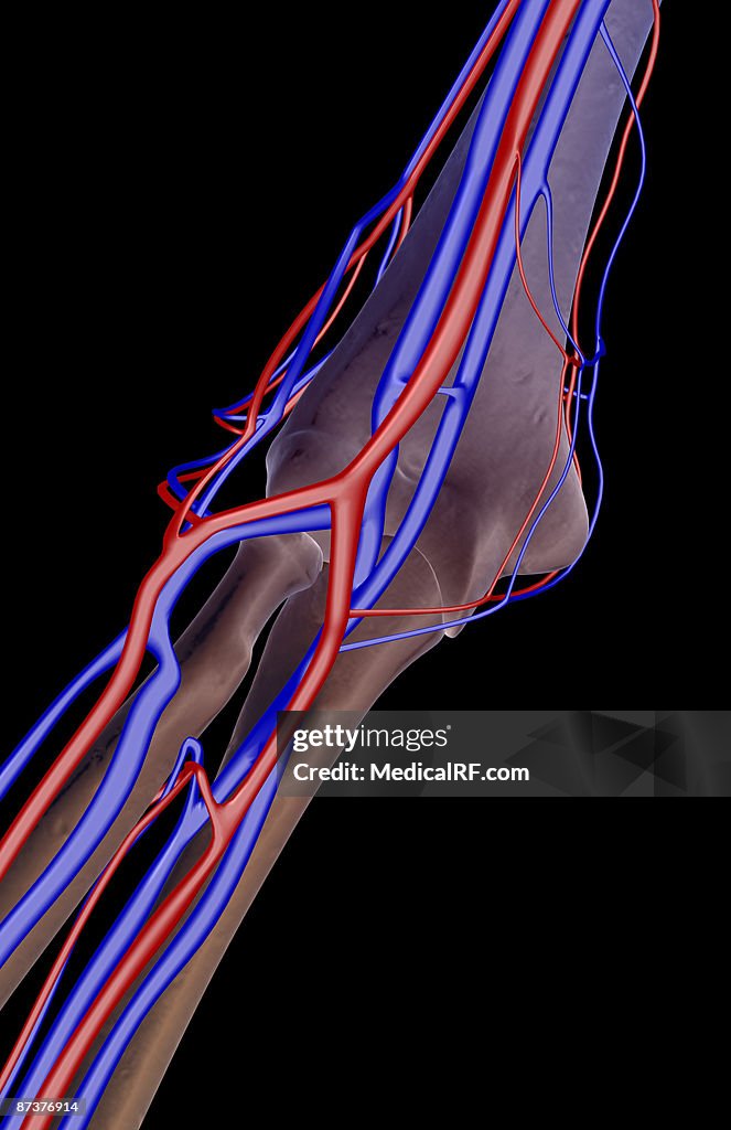 The blood supply of the elbow