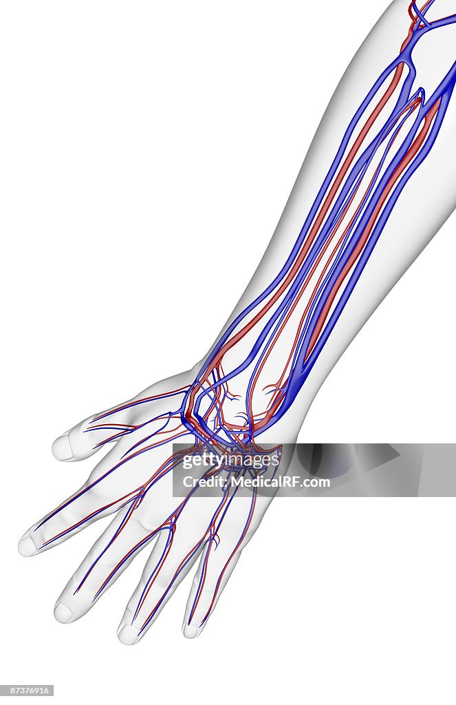 The blood supply of the forearm