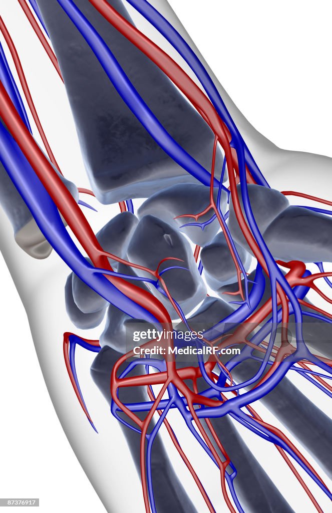 The blood supply of the wrist