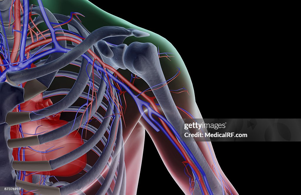 The blood supply of the shoulder