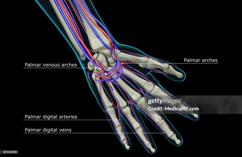 The blood supply of the hand