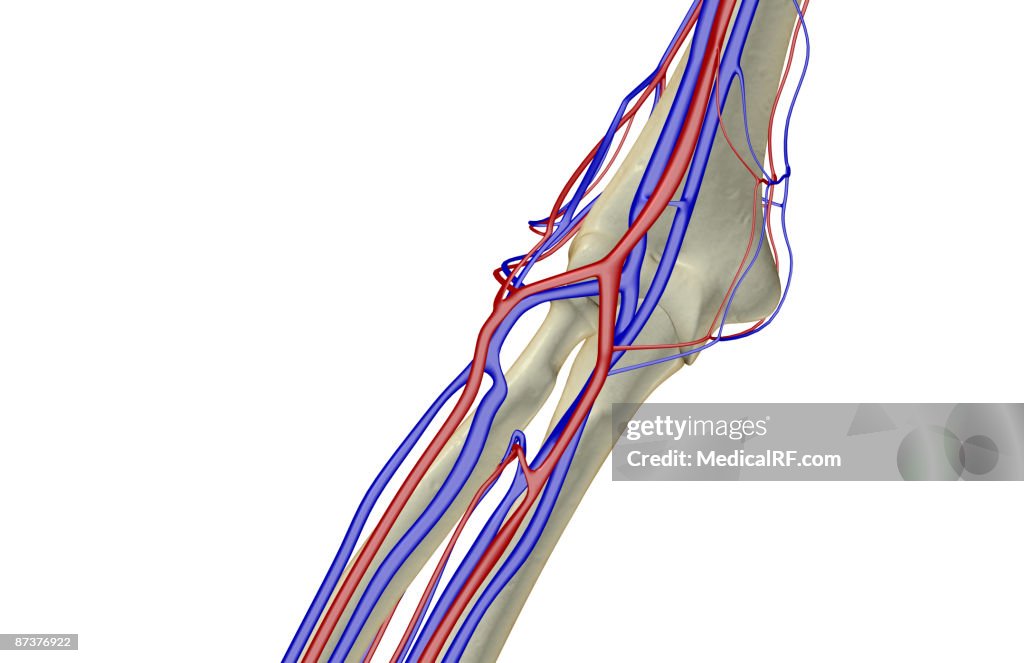 The blood supply of the elbow