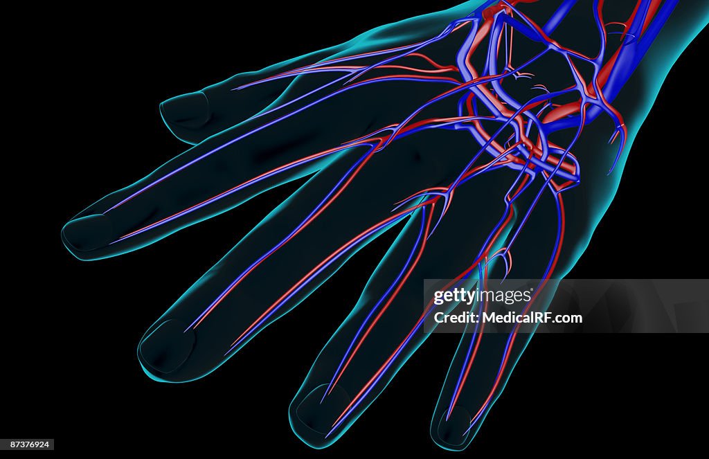 The blood supply of the hand