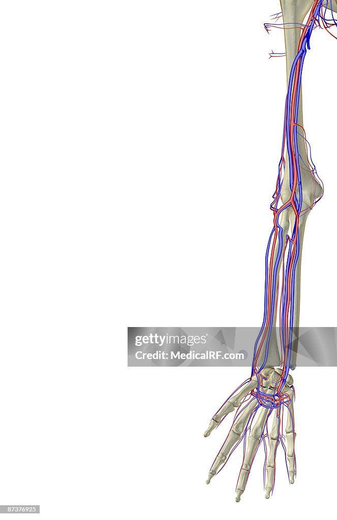 The blood supply of the upper limb