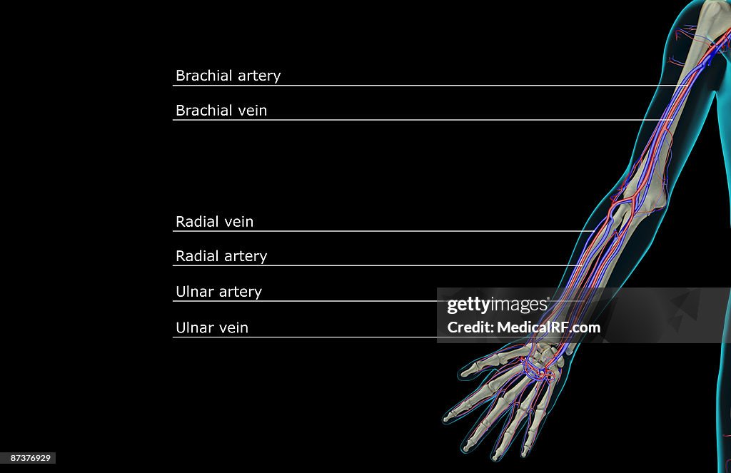 The blood supply of the upper limb