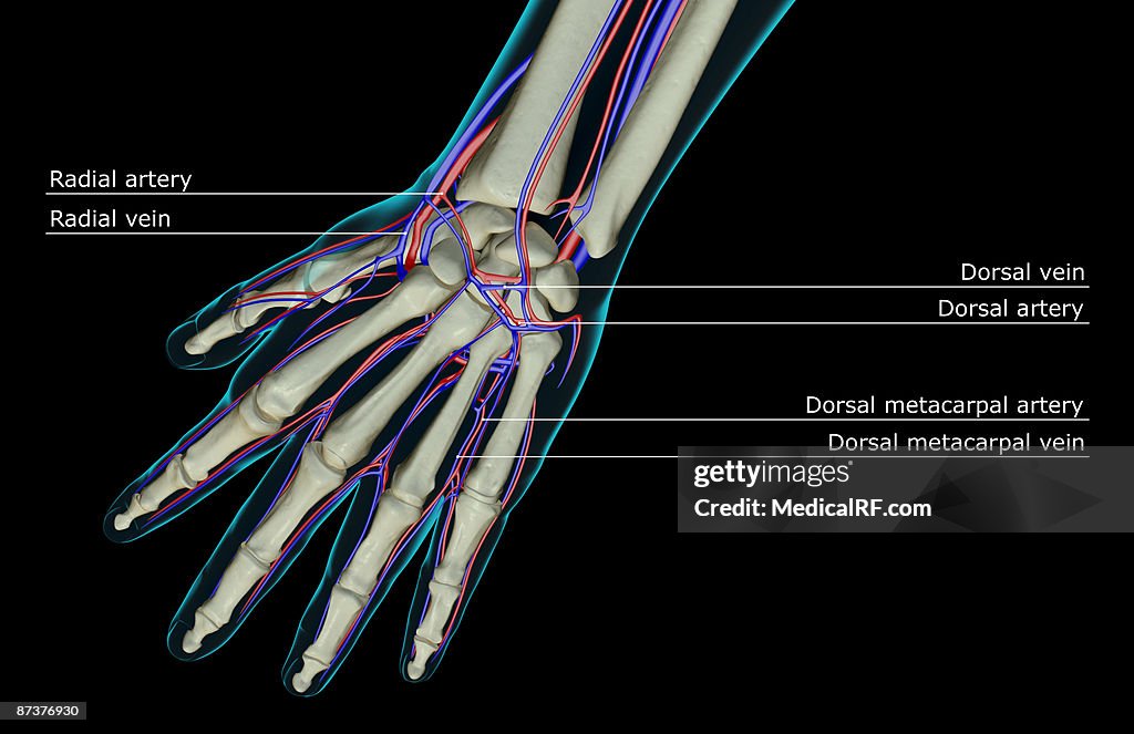 The blood supply of the hand