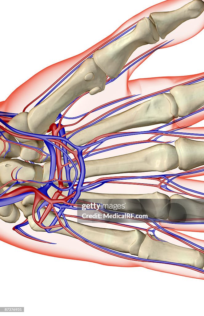 The blood supply of the hand