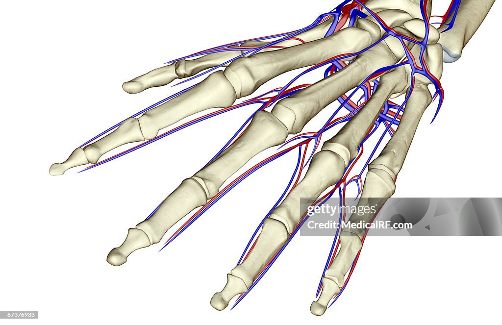 The blood supply of the hand