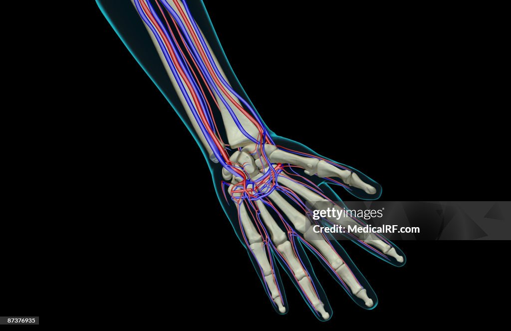 The blood supply of the hand