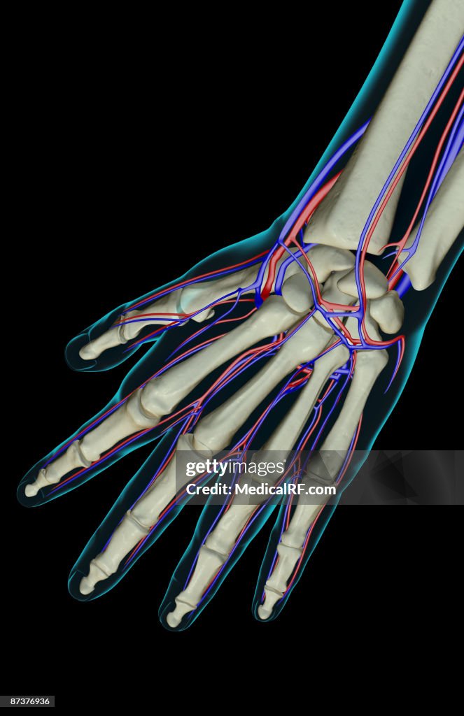 The blood supply of the hand