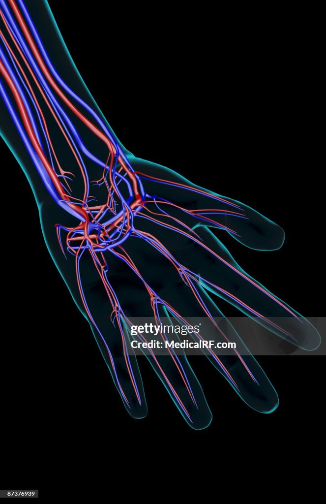 The blood supply of the hand